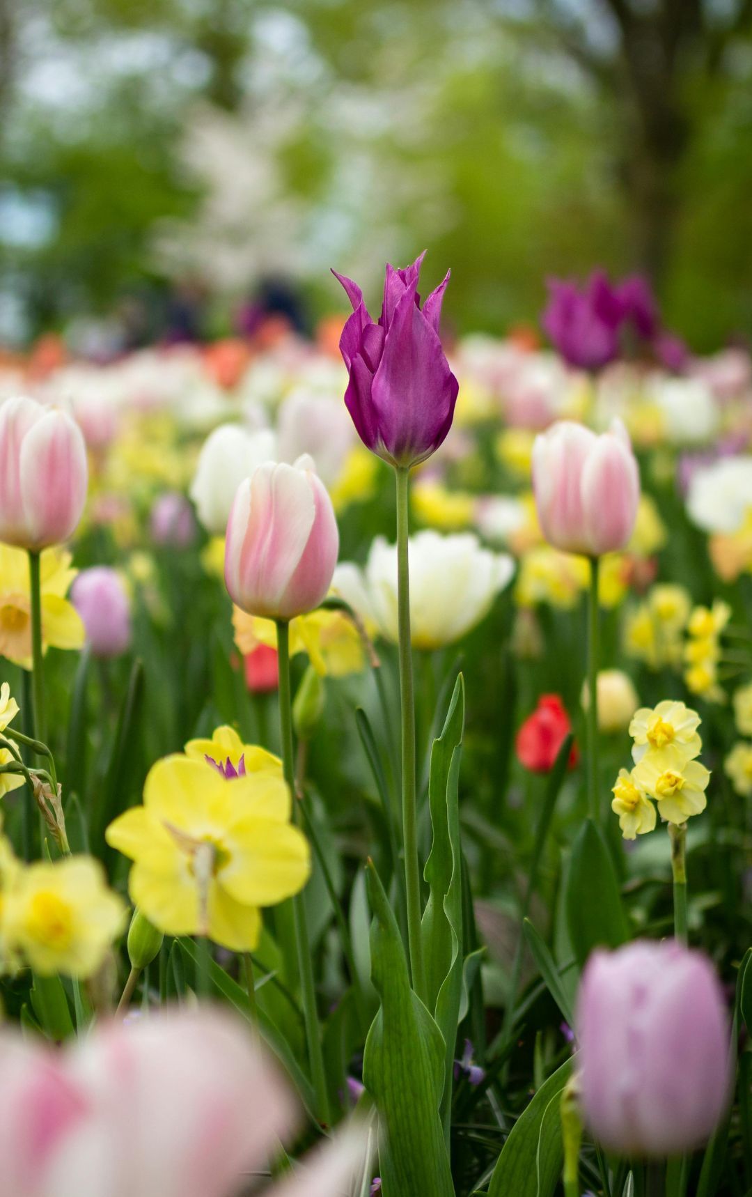 Verbringen Sie die Frühlingsferien in Kecskemét