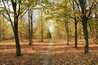 Herbstliche Waldlandschaft im Arboretum von Kecskemét mit buntem Laub und ruhiger Atmosphäre.