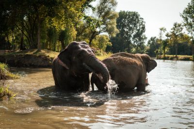 Zwei Elefanten baden im Wasser im Richter Safari Park bei Nagykőrös.